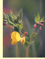 Лядвенец рогатый (lotus corniculatus L.) Лядвенец рогатый (lotus corniculatus L.)